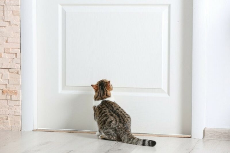 Why Do Cats Hate Closed Doors?