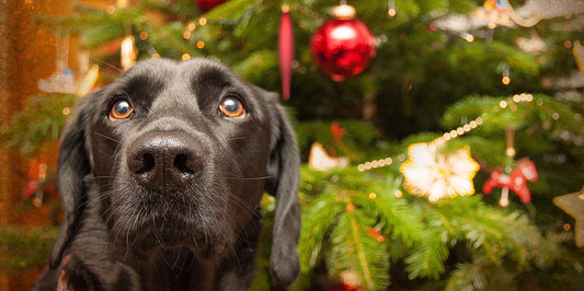 Keeping Christmas Safe and Fun: A Guide for Homes with Dogs and Cats